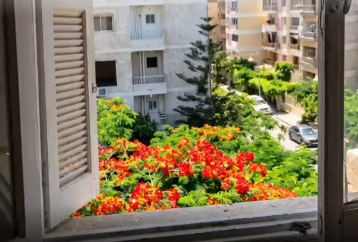 شقه فاخره المعموره الشاطىء 