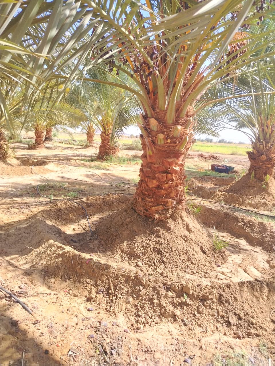 فرصه استثماريه زراعيه 